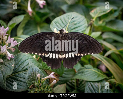 Schwarze und Weiße exotischen Schmetterlings Stockfoto