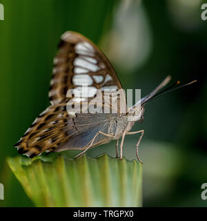 Parthenos Sylvia - Blau 434 Stockfoto