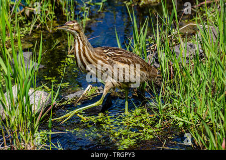 Amerikanische Rohrdommel an Turnbull National Wildlife Refuge Stockfoto