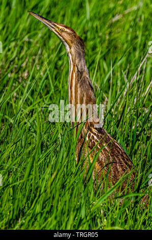 Amerikanische Rohrdommel an Turnbull National Wildlife Refuge Stockfoto