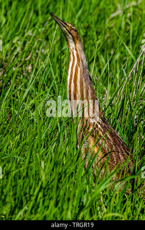 Amerikanische Rohrdommel an Turnbull National Wildlife Refuge Stockfoto