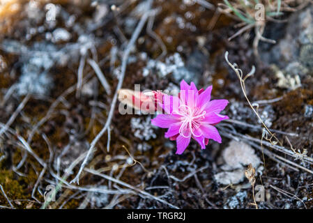 Bitterroot Blume an Turnbull National Wildlife Refuge Stockfoto