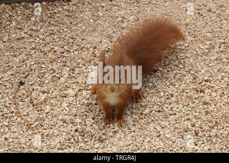 Eichhörnchen gehören der Familie Sciuridae an, einer Familie, zu der kleine oder mittelgroße Nagetiere gehören. Stockfoto