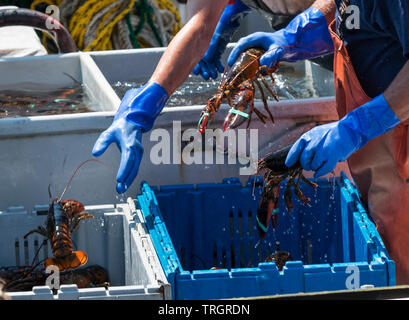 Fischer werfen Leben Hummer in Behälter, während Sie sie sortieren auf ihr Boot am Markt verkauft werden. Stockfoto