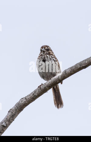 Alert Baird Sparrow hockt auf dem höchsten Zweig des Baumes für die Sicherheit. Stockfoto
