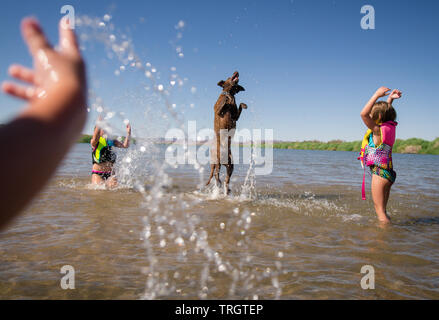 Hund spielt mit Kindern im Wasser an einem Sommertag. Stockfoto