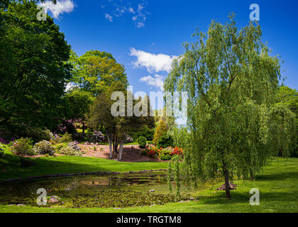 Azaleen und rhodendrons Blüte in einer Parklandschaft. Stockfoto