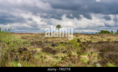 Clara Bog Nature Reserve, County Offaly, Irland, ist ein angehoben in einem Bereich, in dem viel von der ursprünglichen bog bog hat Torfgewinnung unterzogen Stockfoto