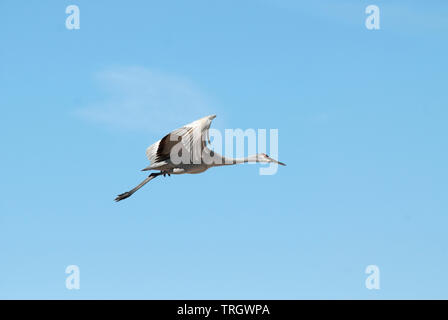 Mehr Sandhill Crane (Antigone canadensis tabida) im Flug Stockfoto