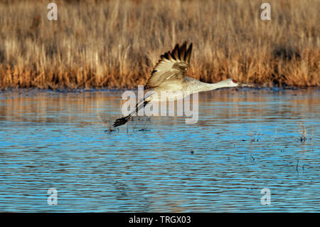 Mehr Sandhill Crane (Antigone canadensis tabida) im Flug vom Teich roost Stockfoto