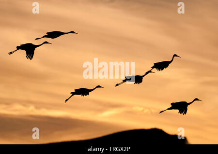 Mehr Kanadakraniche (Antigone canadensis tabida) im Flug Stockfoto