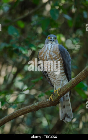 Shikra hocken auf einem Zweig (Accipiter badius) in der Natur, Thailand Stockfoto