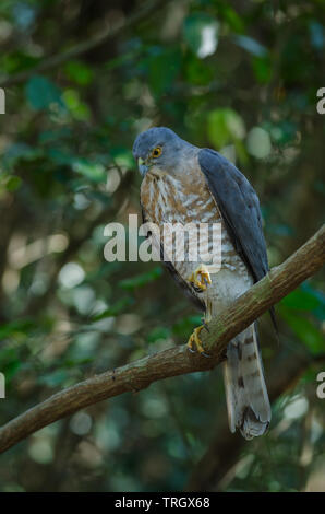 Shikra hocken auf einem Zweig (Accipiter badius) in der Natur, Thailand Stockfoto