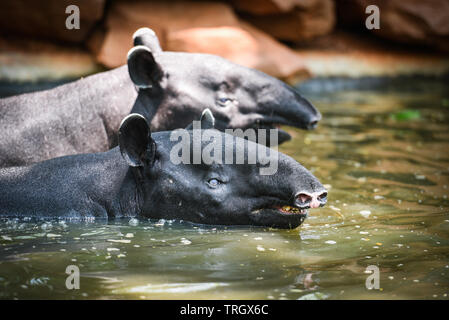 Tapir schwimmen auf dem Wasser im Wildlife Sanctuary/Tapirus terrestris oder Malaiische Tapirus Indicus Stockfoto