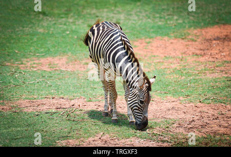 Zebra afrikanische Steppe grasen Gras Feld im Nationalpark Stockfoto