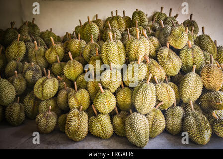 Durian tropische Früchte für den Verkauf auf dem Markt Sommer/Thai Obst exportieren Stockfoto