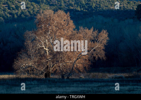 Arizona Sycamore, (Plantanus Wrightii), im Winter. Gila River Bird Area, New Mexico, USA. Stockfoto