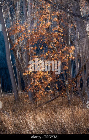 Arizona Sycamore, (Plantanus Wrightii), im Winter. Gila River Bird Area, New Mexico, USA. Stockfoto