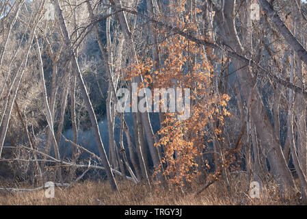 Arizona Sycamore, (Plantanus Wrightii), im Winter. Gila River Bird Area, New Mexico, USA. Stockfoto