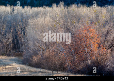 Arizona Sycamore, (Plantanus Wrightii), im Winter. Gila River Bird Area, New Mexico, USA. Stockfoto