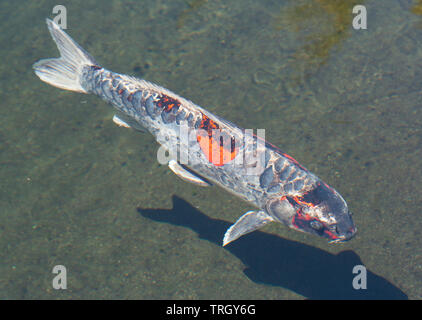 Weiß und orange Koi Fisch in sonnendurchfluteten Teich Stockfoto