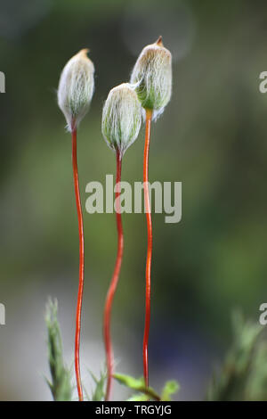 Spore Kapseln oder sporangien von Polytrichum juniperinum, allgemein bekannt als Juniper oder Juniper polytrichum haircap Moss Stockfoto