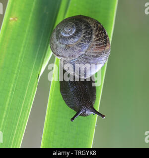Arianta arbustorum, ein Land snail manchmal als die copse Schnecke bekannt Stockfoto