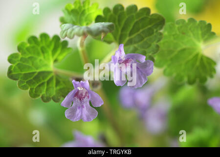 Glechoma hederacea, die gemeinhin als Boden - Efeu, Gill-über-die-Masse, creeping Charlie, alehoof, tunhoof, catsfoot, Feld Balsam bekannt und Run-away-robin Stockfoto