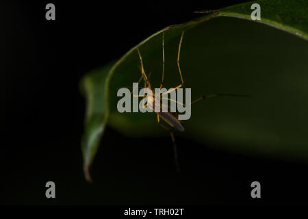 Eine goldene Moskito auf ein Blatt in Ecuadors Yasuni Nationalpark in den Amazonas Regenwald thront. Stockfoto