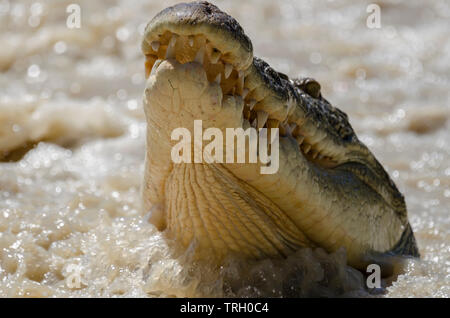 Salzwasser Krokodil in der East Alligator River, Cahills überqueren, Kakadu, Australien. Warten auf Fisch über den Damm zu schwimmen. Stockfoto