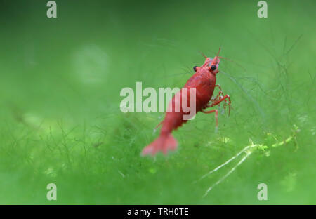 Red Cherry Garnelen in einem bepflanzten Aquarium Stockfoto