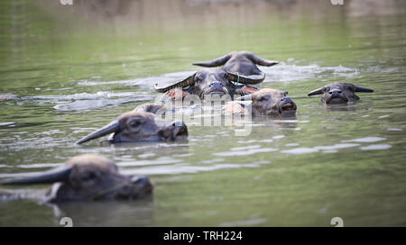 Gruppe von Asien Büffel Wasser schwimmen im Fluss Stockfoto