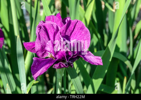 Iris pumila 'Kippschalter Fehler' Stockfoto