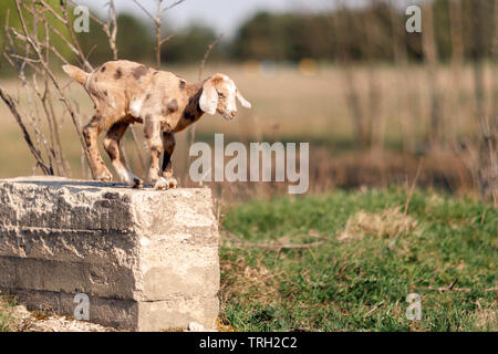 Braun getupft nette kleine goatling stehend auf einem Betonklotz, und bereit zu springen Stockfoto