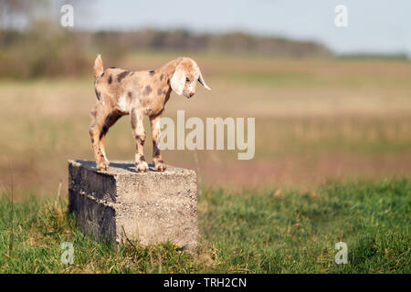 Braun getupft nette kleine goatling stehend auf einem Betonklotz, wie eine Statue Stockfoto