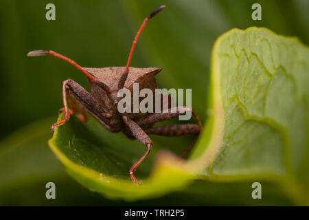 Coreus marginatus Dock bug Stockfoto