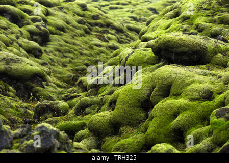 Lavafeld Eldhraun, Durchfluss und Ridge mit grünem Moos in Island abgedeckt Stockfoto