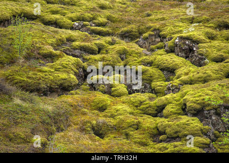 Lavafeld Eldhraun, Durchfluss und Ridge mit grünem Moos in Island abgedeckt Stockfoto