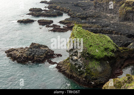 Londrangar Basaltfelsen in Island Snaefellsnes Halbinsel an der Atlantikküste. Wandernde seagull Nester in der Kolonie Stockfoto