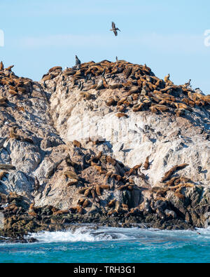 Seelöwen sonnen sich auf Seal Rock entlang 17 km Fahrt in Monterey, Kalifornien. Stockfoto