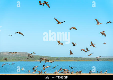 Schwarm Pelikane am Strand, blauer Himmel Hintergrund Stockfoto