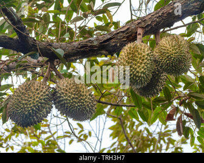 Durian, reifen Früchten an den Ästen der Bäume durian Stockfoto
