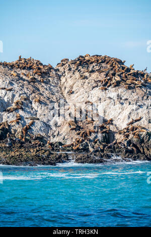 Seelöwen sonnen sich auf Seal Rock entlang 17 km Fahrt in Monterey, Kalifornien. Stockfoto