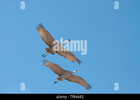 Mehr Kanadakraniche (Antigone canadensis tabida) im Flug Stockfoto