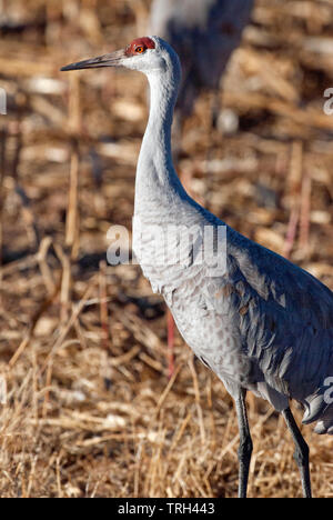 Mehr Sandhill Crane Erwachsener (Antigone canadensis tabida) stehen im Feld Stockfoto