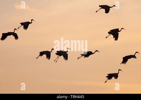Mehr Kanadakraniche (Antigone canadensis tabida) im Flug Stockfoto