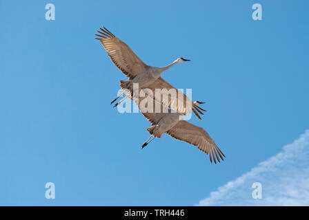 Mehr Kanadakraniche (Antigone canadensis tabida) im Flug Stockfoto