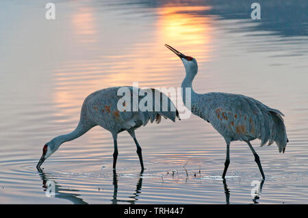 Mehr Sandhill Crane Paar (Antigone canadensis tabida) waten in Teich Stockfoto