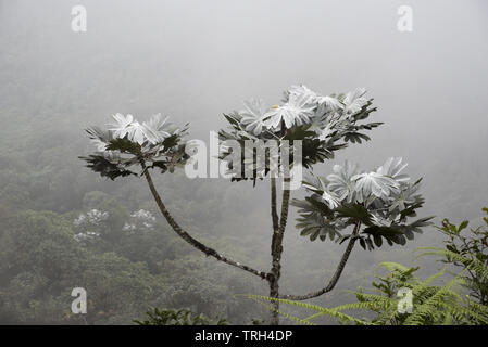 Subtropischen Regenwaldes umfasst den westlichen Hängen der Anden auf 2200 Meter hohen Bellavista Lodge an der Spitze der Tandayapa Tal in Ecuador. Stockfoto