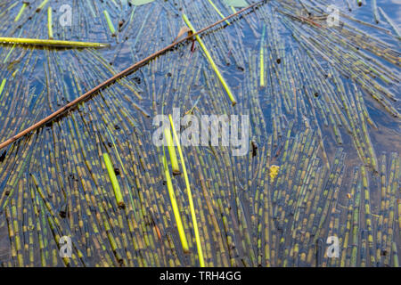 Gemähten Schilf im Wasser eines Sees im Sommer Stockfoto